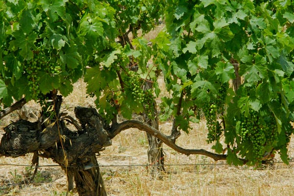 Bodegas Barbara Mesquida 2
